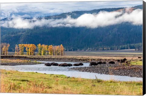 Framed Bison Crossing A Stream Print