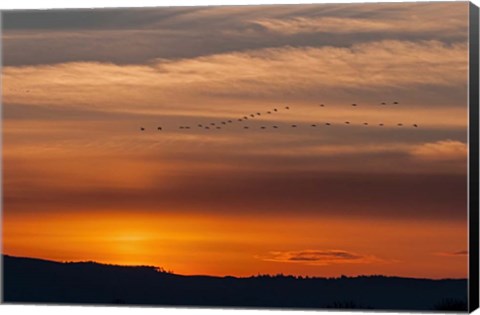 Framed Sunset Flight Print