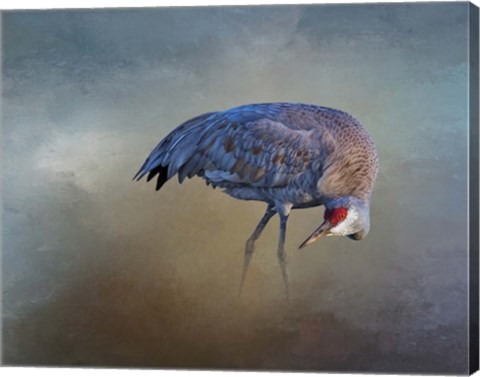 Framed Sandhill Crane Print