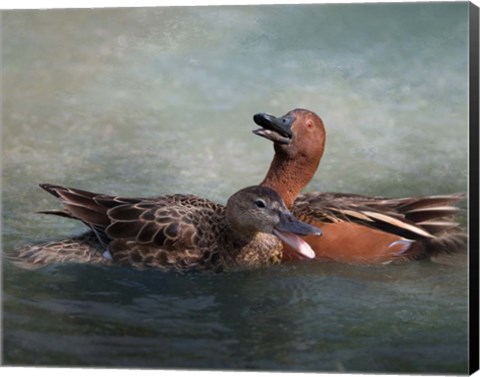 Framed Cinnamon Teal Pair Print