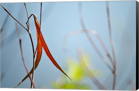 Framed Red and Green by the River Print