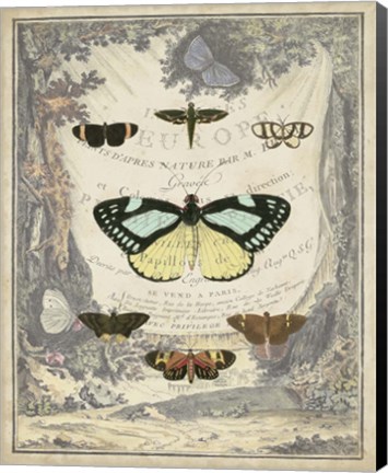 Framed Vintage Butterfly Bookplate Print