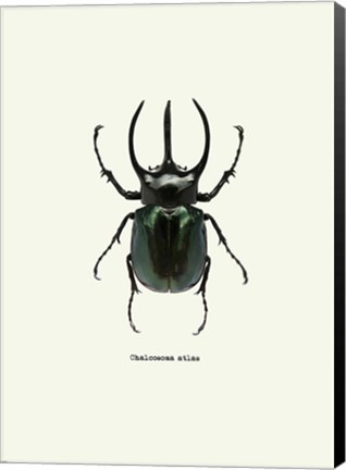 Framed Beetle Black Print