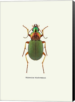 Framed Beetle Green Print