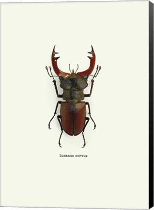 Framed Beetle Red Print