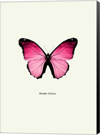 Framed Pink Butterfly Print