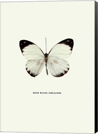 Framed White Butterfly Print