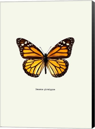 Framed Yellow Butterfly Print