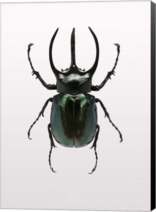 Framed Beetle 2 Print