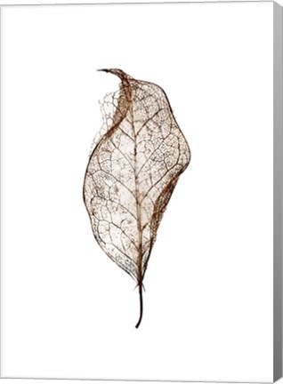 Framed Leaf Print