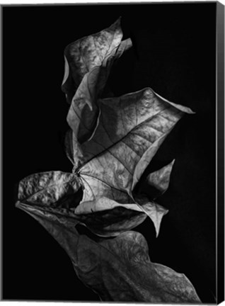 Framed Leaf Composition, Dark Print