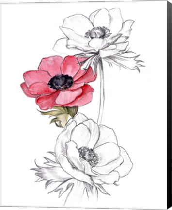 Framed Anemone by Number II Print