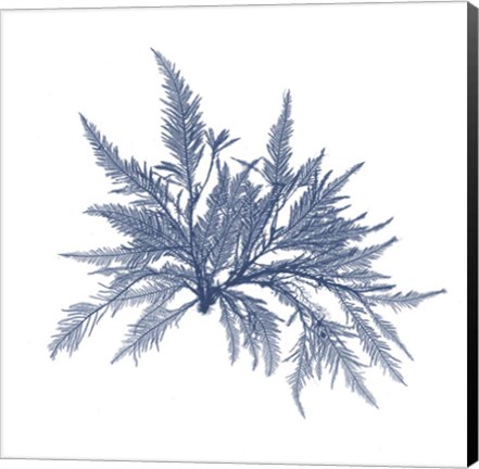 Framed Navy Seaweed V Print