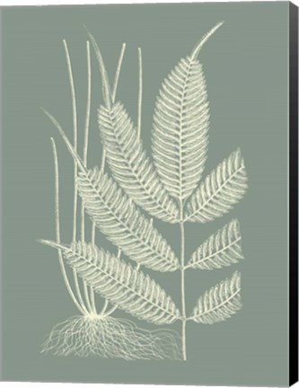 Framed Ferns on Sage II Print