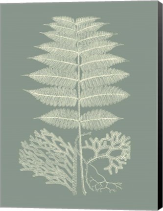 Framed Ferns on Sage V Print