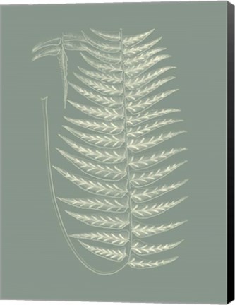 Framed Ferns on Sage VIII Print