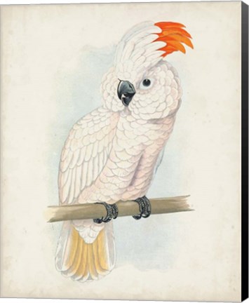 Framed Antique Cockatoo II Print