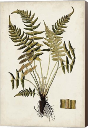 Framed Fern Botanical IV Print