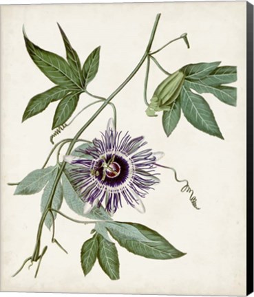 Framed Vintage Passionflower II Print