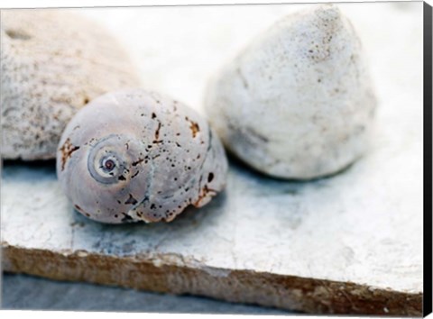 Framed Shell Portrait VI Print