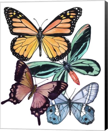 Framed Butterfly Swatches I Print