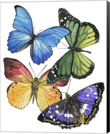 Framed Butterfly Swatches II Print