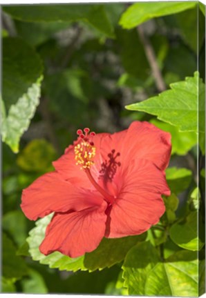 Framed Hibiscus, New Smyrna Beach, Florida Print