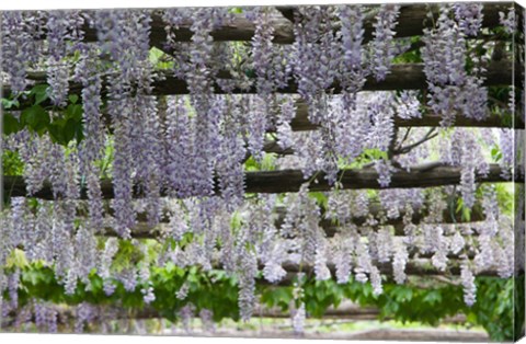 Framed Spring Blossoms, Capri, Campania, Italy Print