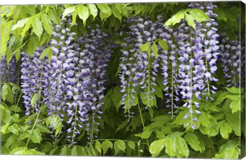 Framed Wisteria In Bloom, Salzburg, Austria Print