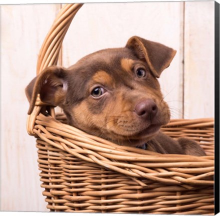 Framed Puppy in a Basket Print