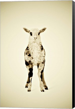 Framed Lamb Print