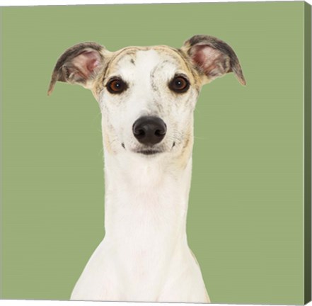 Framed Dogs Hugo the Whippet Print