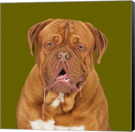 Framed Thor the Dogue de Bordeaux Print