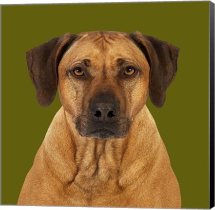 Framed Balou the Rhodesian Ridgeback Print