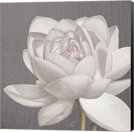 Framed Vintage Lotus on Grey II Print