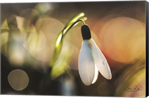 Framed Snowdrops III Print