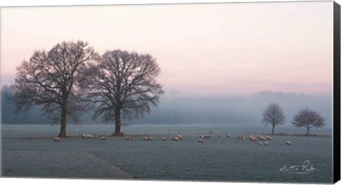 Framed Sheep on a Cold Morning Print