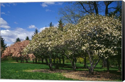 Framed Row of Magnolia Trees Blooming in Spring, New York Print