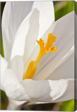 Framed White Crocus In A Garden In Portsmouth, New Hampshire Print