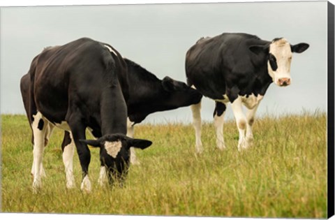 Framed Country Cows Print