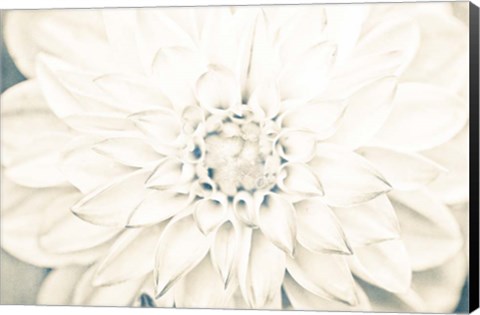 Framed Bright White Bloom I Print