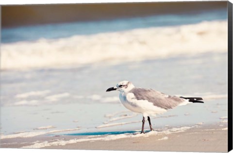 Framed See the Seagull Print