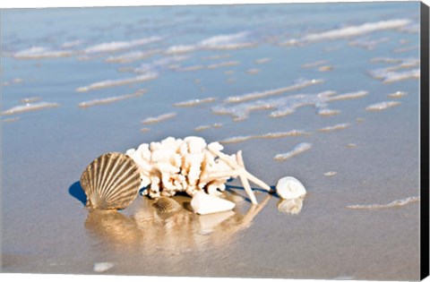 Framed Seashell Reflection Print