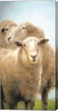 Framed Three Sheep Portrait Print