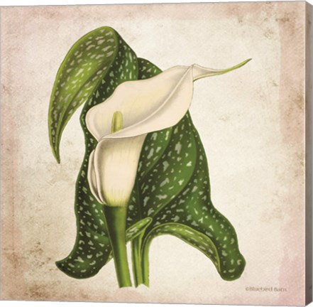 Framed Vintage Calla Lily Print