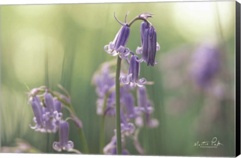 Framed Bluebell II Print