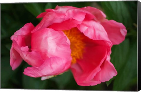 Framed Pink Peony Bloom 2 Print