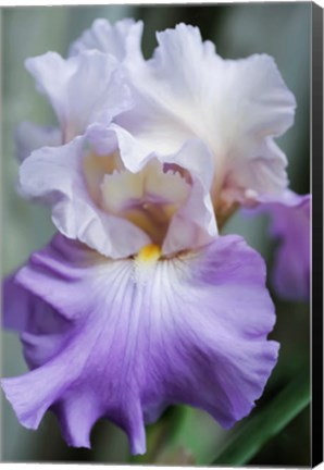 Framed Pale Lavender Bearded Iris Bloom Print