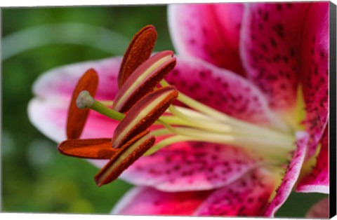 Framed Stargazer Lily 1 Print