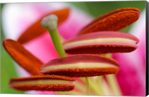 Framed Stargazer Lily 2 Print